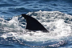 Balaenoptera edeni