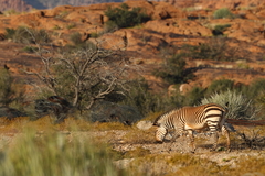 Equus zebra hartmannae