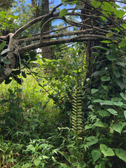 Vriesea macrostachya