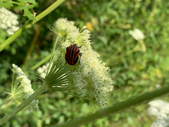 Graphosoma italicum italicum