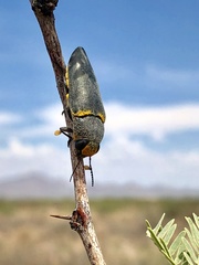 Hippomelas sphenicus