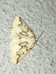 Sabulodes packardata