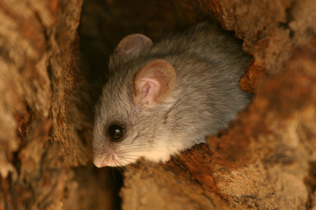 Acacia Rats