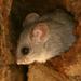 Acacia Rats - Photo (c) markus lilje, some rights reserved (CC BY-NC-ND), uploaded by markus lilje