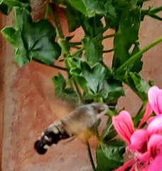 Macroglossum stellatarum