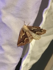 Sabulodes edwardsata