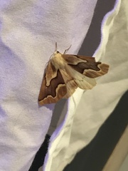 Sabulodes edwardsata