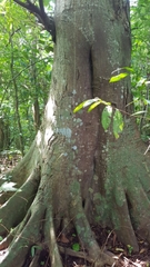 Ficus obtusifolia