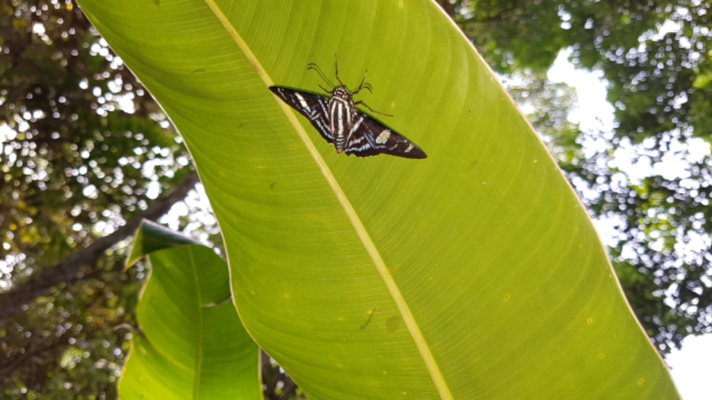 Patrobas Skipper