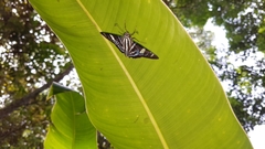 Elbella patrobas mexicana