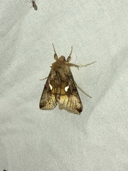 Autographa metallica