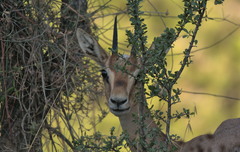 Gazella gazella