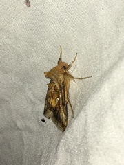 Autographa metallica