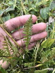 Pedicularis sudetica