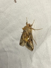 Autographa metallica