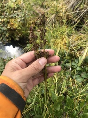 Pedicularis sudetica
