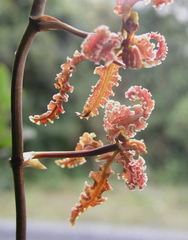 Cyrtochilum methonica