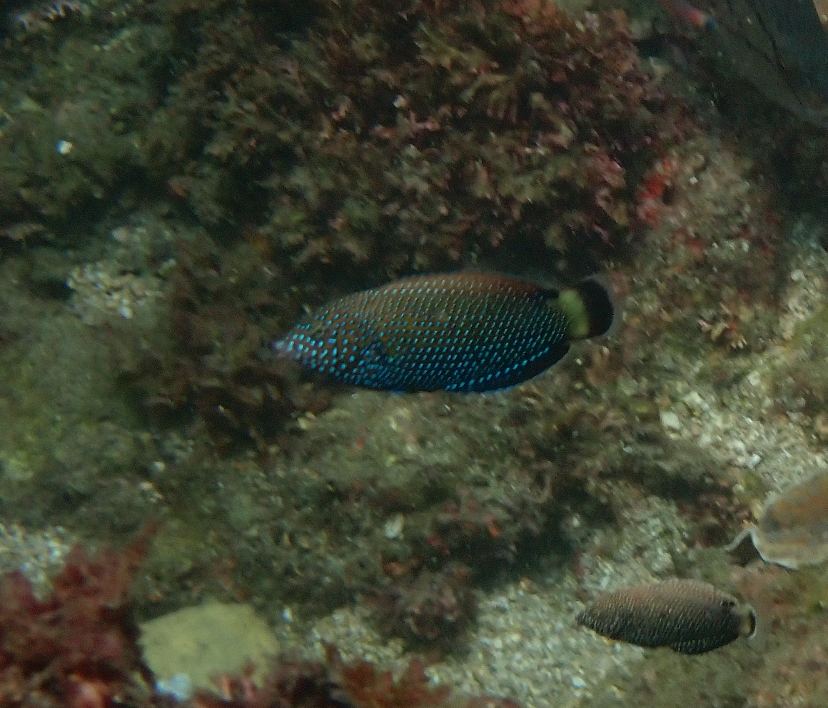 Blacktail Wrasse