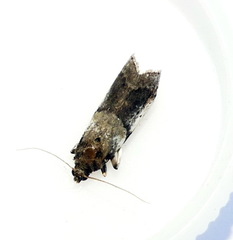 Acrobasis vaccinii