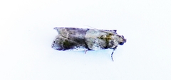 Acrobasis vaccinii