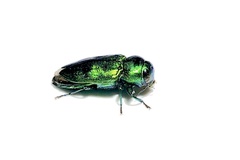 Sphaerobothris ulkei