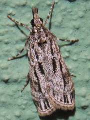 Eudonia strigalis
