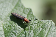 Dylobolus rotundicollis