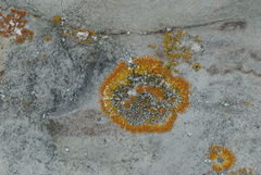 Leproplaca cirrochroa