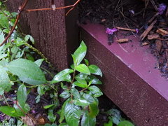 Persicaria