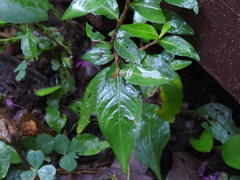 Persicaria