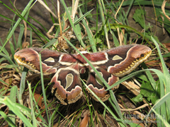 Rothschildia jacobaeae