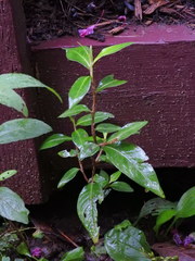 Persicaria