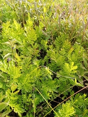 Artemisia latifolia