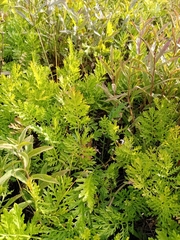 Artemisia latifolia
