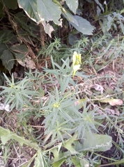 Linaria vulgaris