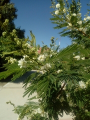 Acaciella angustissima