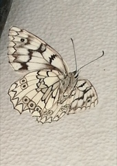 Melanargia russiae
