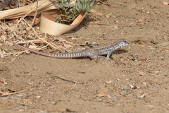 Aspidoscelis maximus