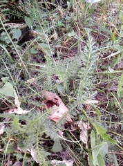 Achillea millefolium