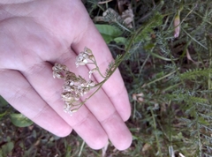 Achillea millefolium