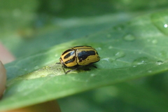 Cryptocephalus castaneus