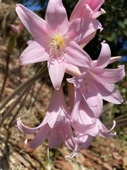 Amaryllis belladonna