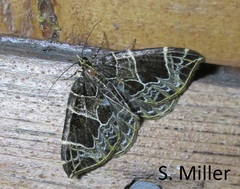 Gandaritis atricolorata