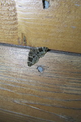 Gandaritis atricolorata