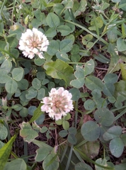 Trifolium repens