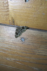 Gandaritis atricolorata