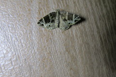 Gandaritis atricolorata