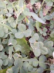Trifolium repens