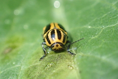 Cryptocephalus castaneus