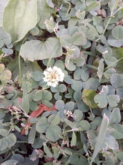 Trifolium repens
